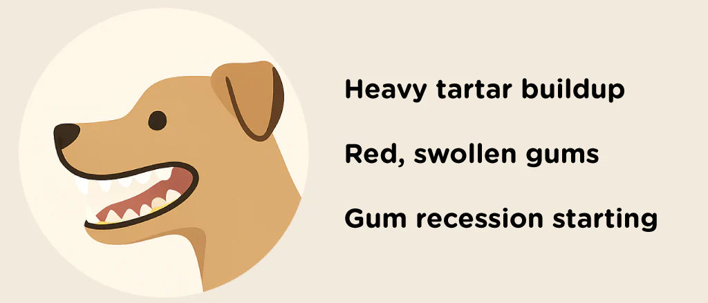 From Plaque to Periodontitis: Understanding the Stages of Dental Disease in Dogs