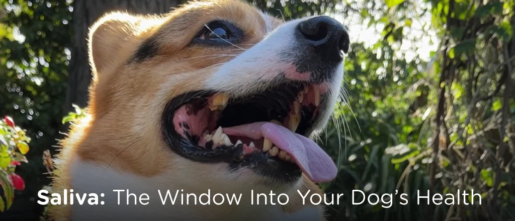 All About Dog Saliva: What It Reveals About Canine Health