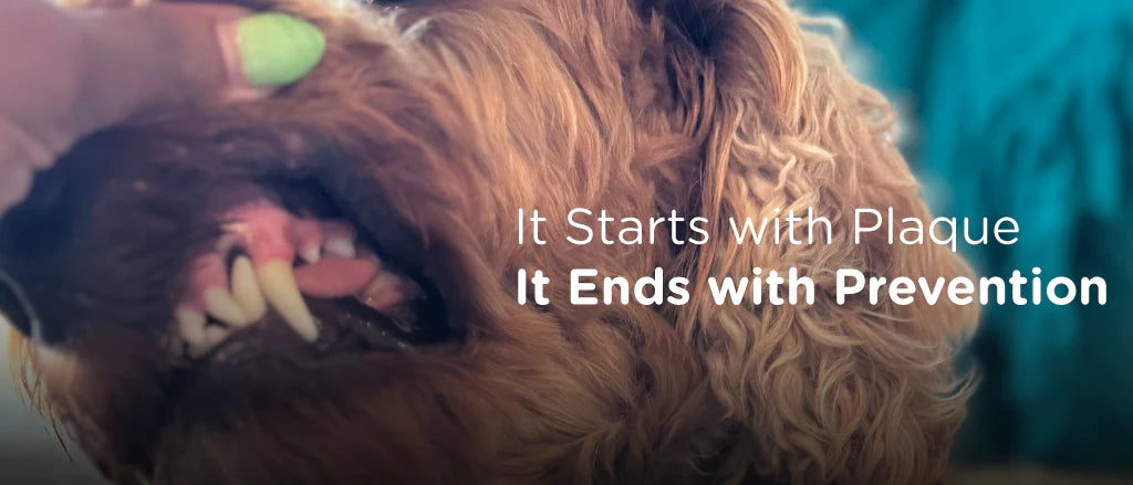 Understanding Plaque in Dogs: Causes, Composition, and Prevention