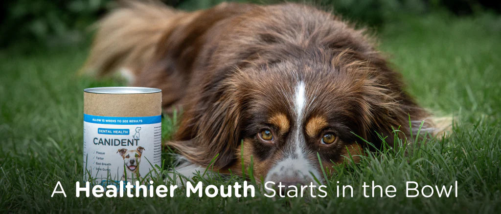 The Role Of Diet & Natural Supplements In Preventing Dental Disease In Dogs