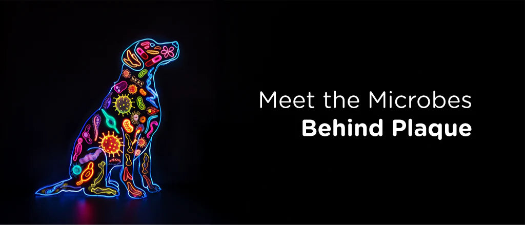 Types of Bacteria that form Plaque in Dogs