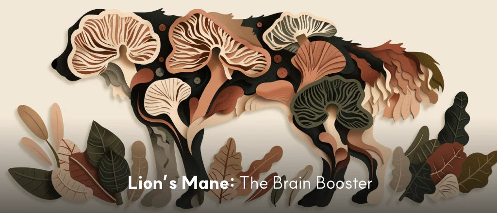 All about Lion’s Mane Mushrooms for Dogs