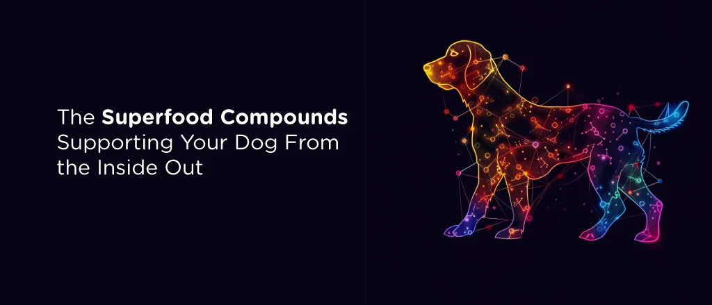 Polysaccharides for Dogs: Seaweed, Medicinal Mushrooms, and Microalgae in Canine Health