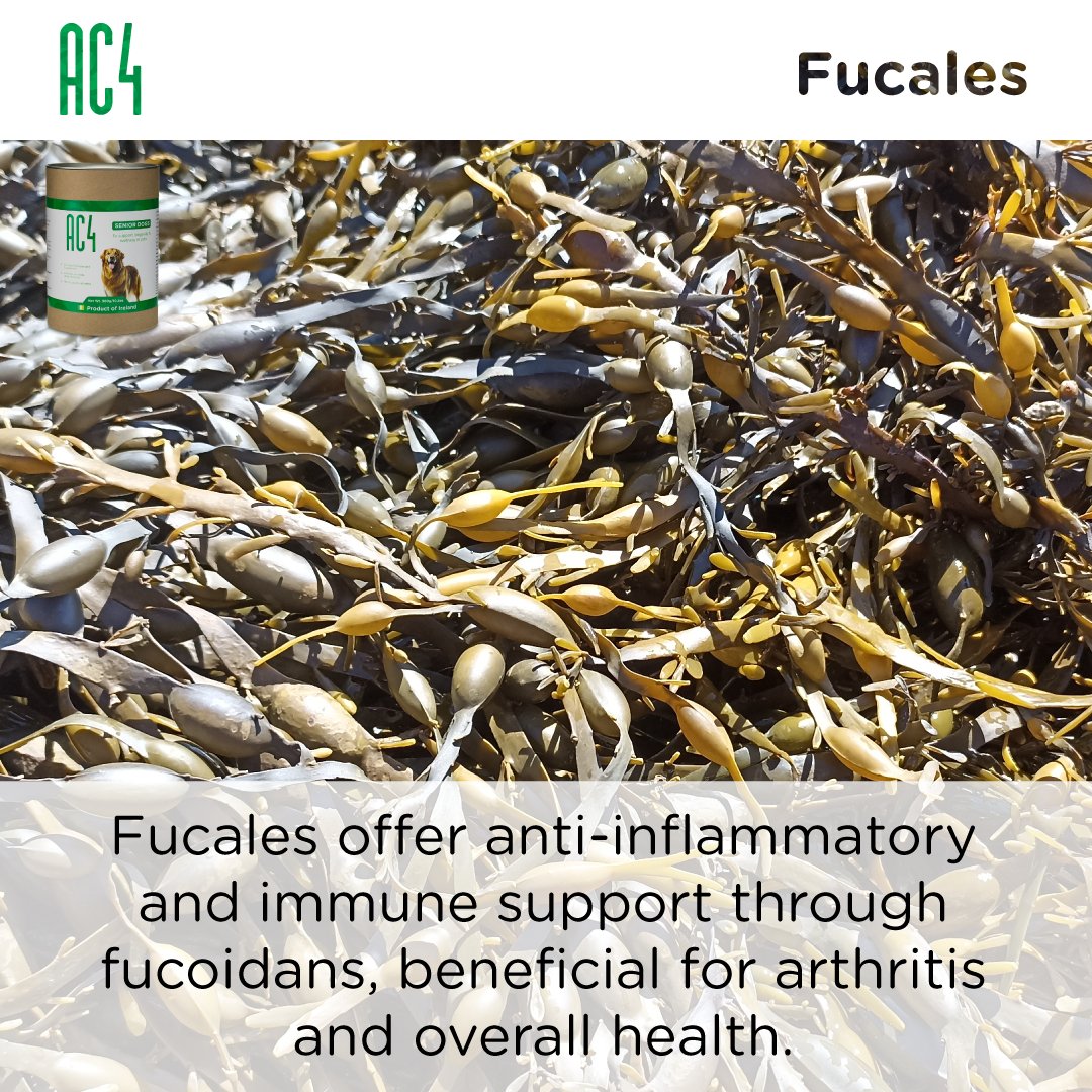 Close-up of brown Fucales seaweed on the shore with text explaining its role in AC4 — provides anti-inflammatory and immune support through fucoidans.