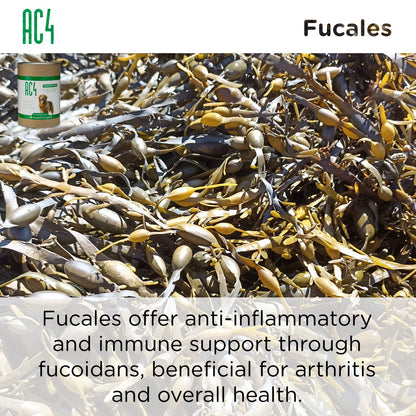 Close-up of brown Fucales seaweed on the shore with text explaining its role in AC4 — provides anti-inflammatory and immune support through fucoidans.