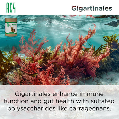 Underwater image of red Gigartinales seaweed with text highlighting its sulfated polysaccharides that enhance immune and gut health.