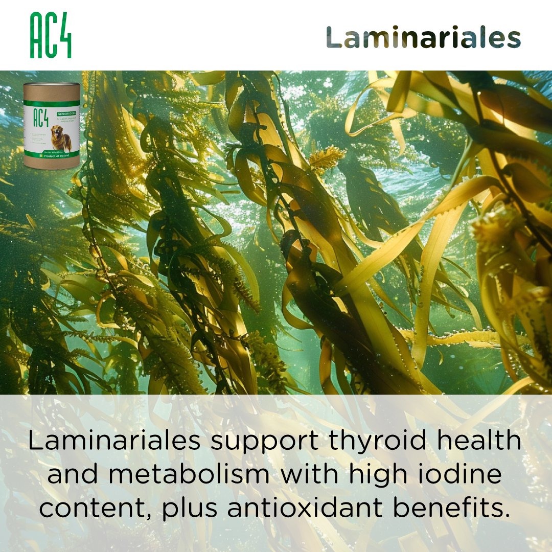 Underwater view of Laminaria kelp forest showing brown seaweeds used in AC4 for thyroid health, metabolism support, and antioxidant benefits.