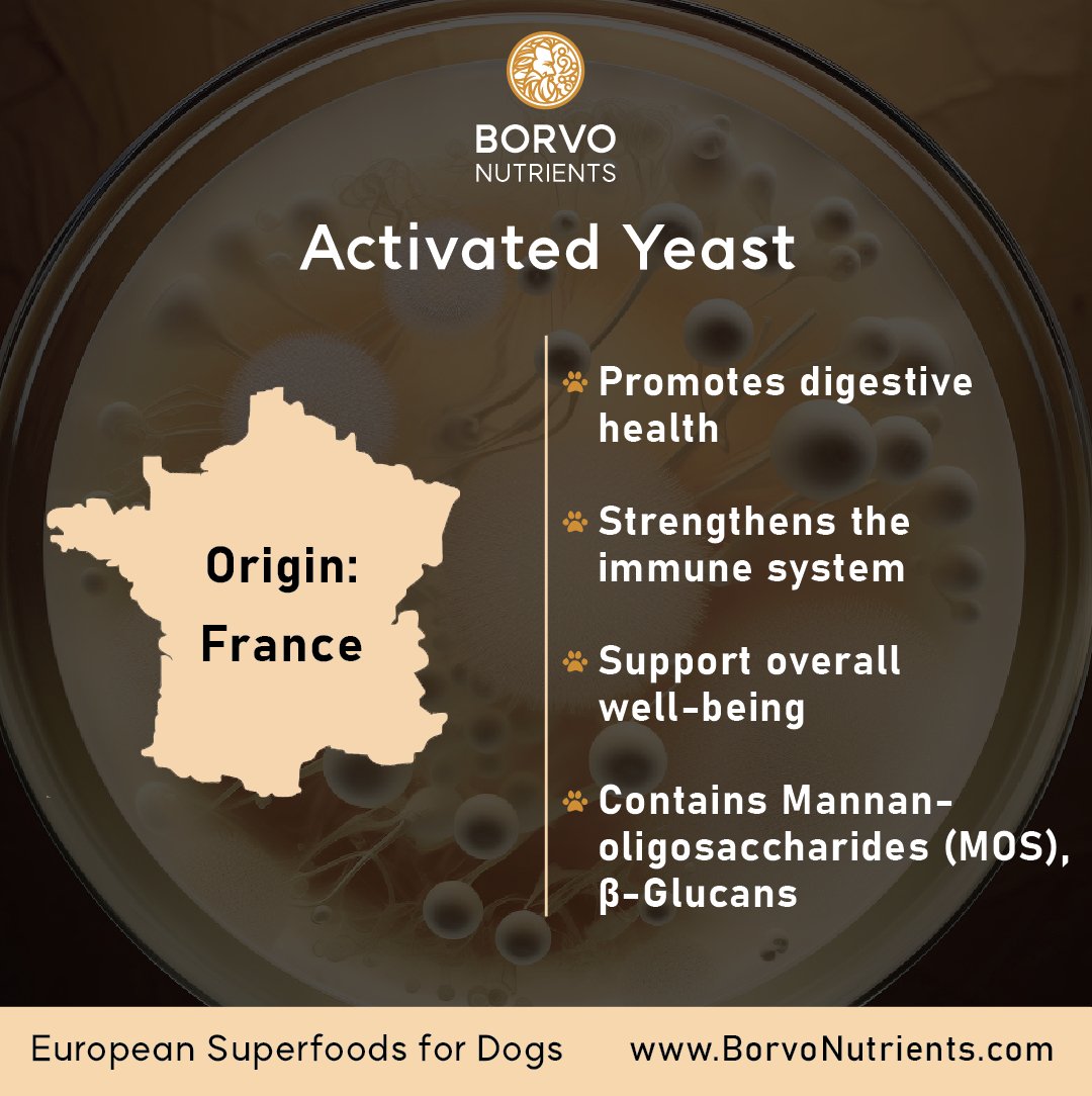 Infographic showing Activated Yeast origin in France — supports digestion, immunity, and overall wellness with MOS and beta-glucans.