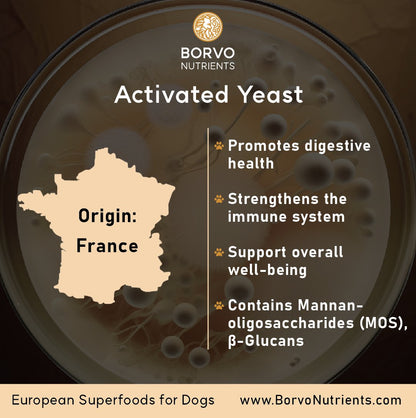 Infographic showing Activated Yeast origin in France — supports digestion, immunity, and overall wellness with MOS and beta-glucans.