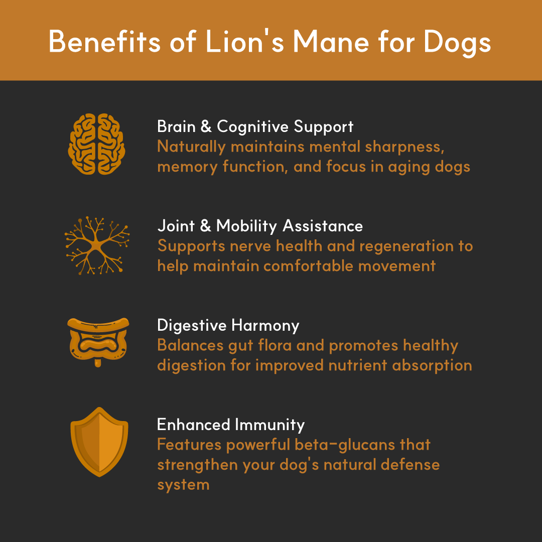Infographic showing Lion’s Mane benefits for dogs — supports brain health, joint mobility, digestion, and immune strength.
