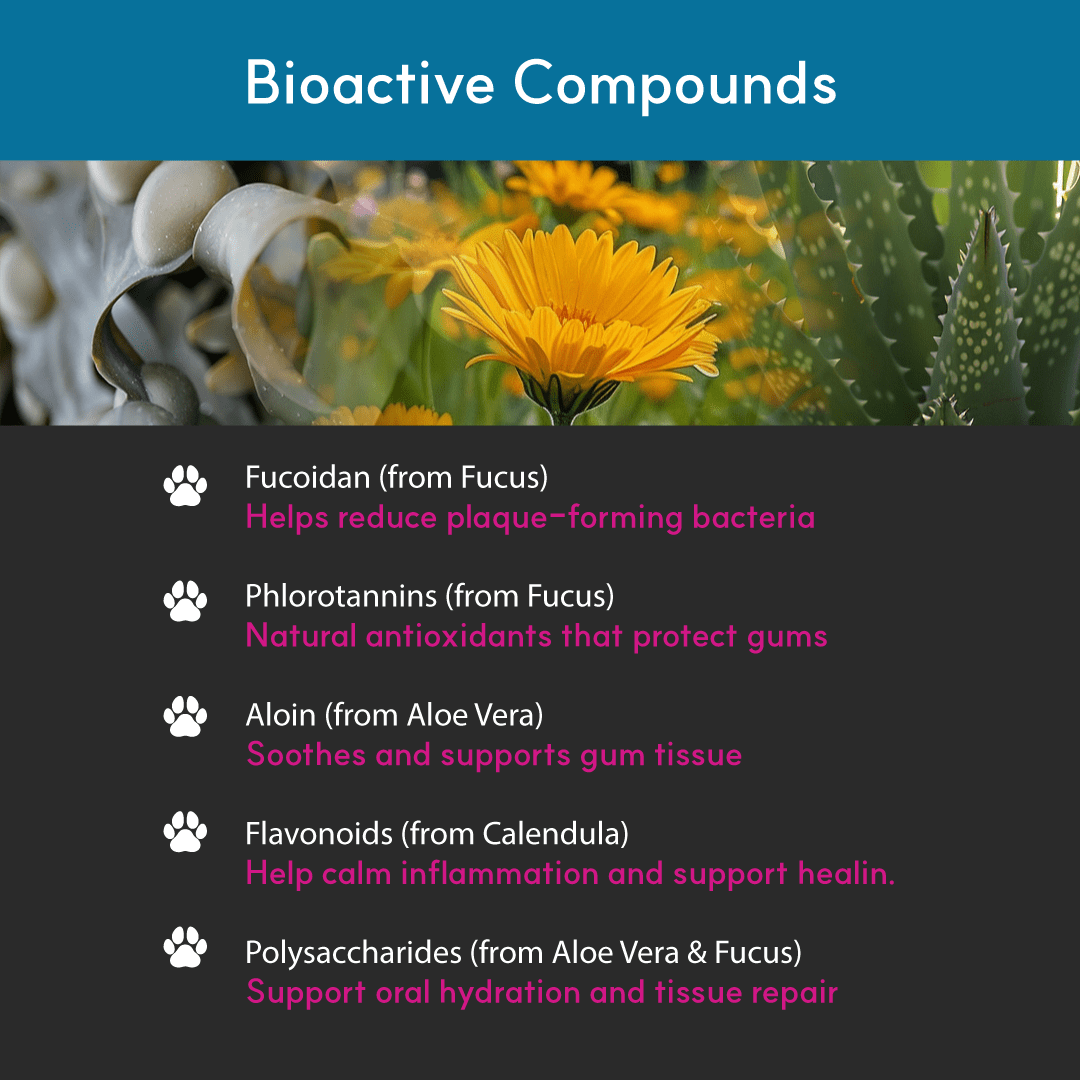 Infographic showing natural ingredients in dog dental spray — fucoidan, phlorotannins, aloin, flavonoids, and polysaccharides from seaweed, aloe, and calendula.