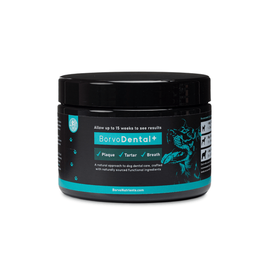 Black jar of Borvo Nutrients BorvoDental+ supplement for dogs — fights plaque, tartar, and bad breath for improved oral health