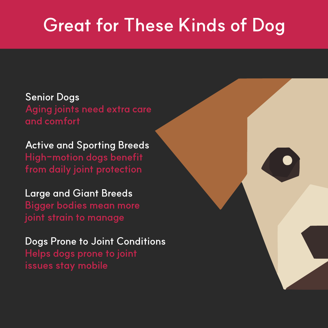 Infographic showing ideal dogs for BorvoJoint+ — senior dogs, active breeds, large breeds, and dogs prone to joint issues