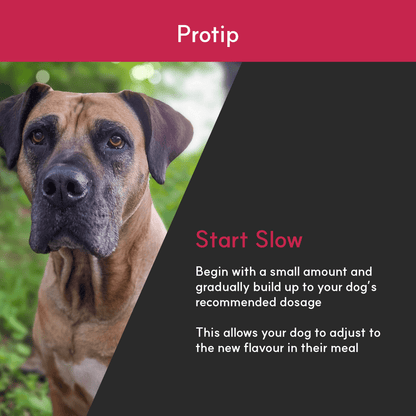Photo of a large brown dog beside tip text: start with a small amount and build up dosage gradually to help dogs adjust.