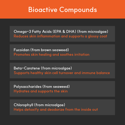 Infographic listing BorvoSkin&Coat+ bioactives — omega-3s, fucoidan, beta-carotene, polysaccharides, and chlorophyll for skin and coat wellness.
