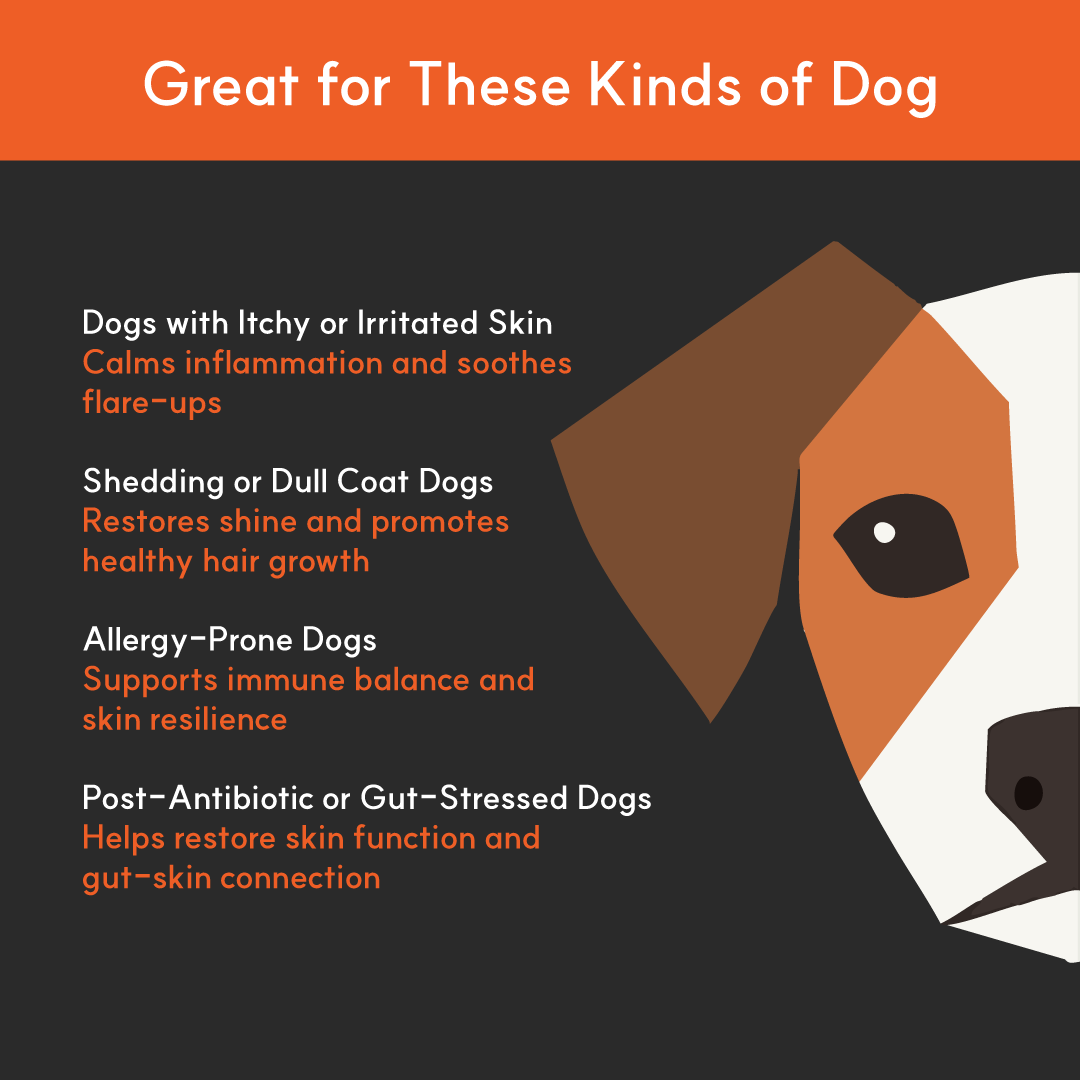 Infographic showing ideal dogs for BorvoSkin&Coat+ — dogs with itchy skin, shedding issues, allergies, or post-antibiotic recovery