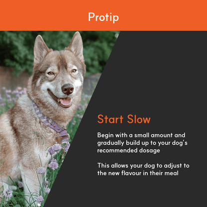 Photo of smiling brown husky beside tip text: start with a small amount and build up dosage gradually to help dogs adjust.
