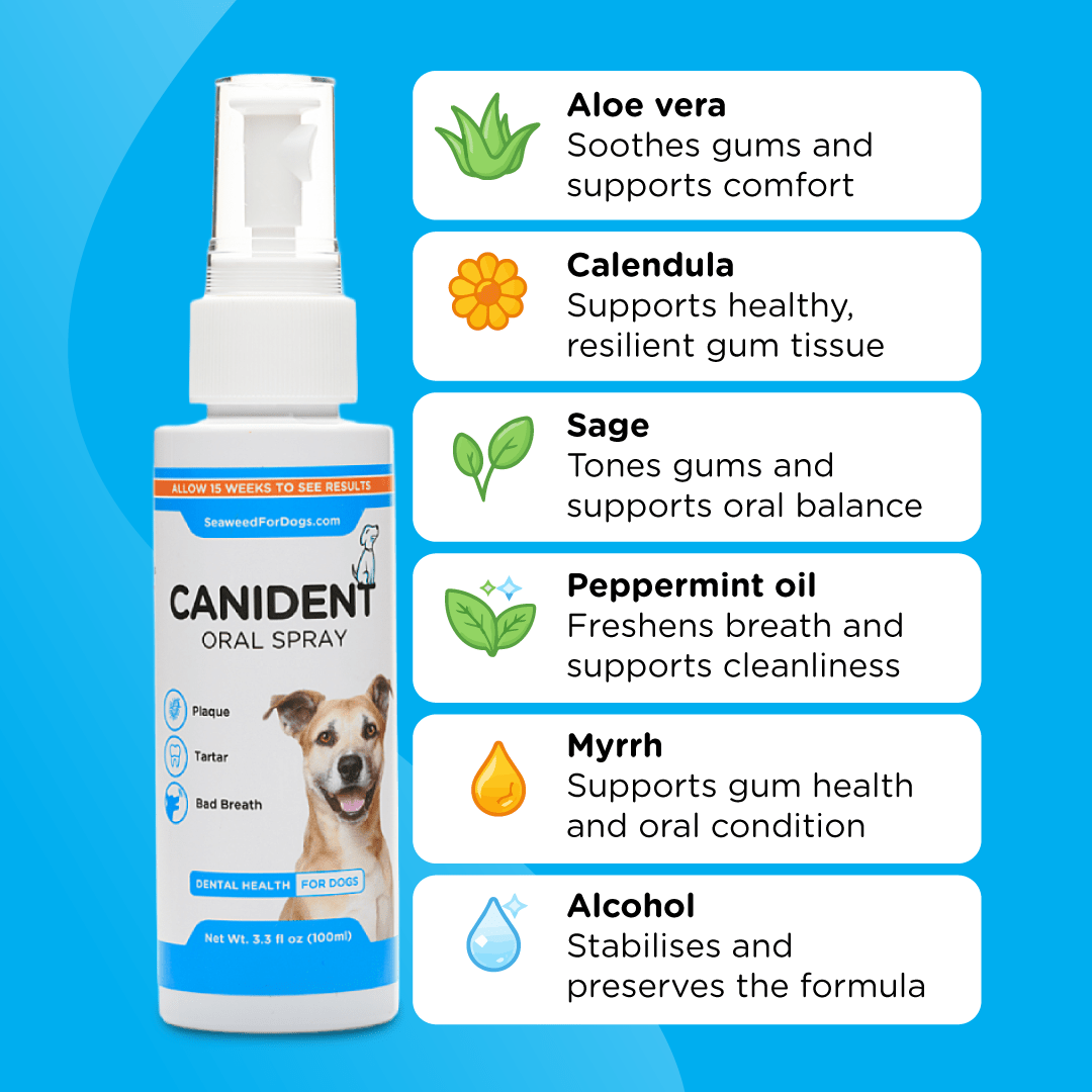 Canident Oral Spray | Dental Health For Dogs - Seaweed For Dogs