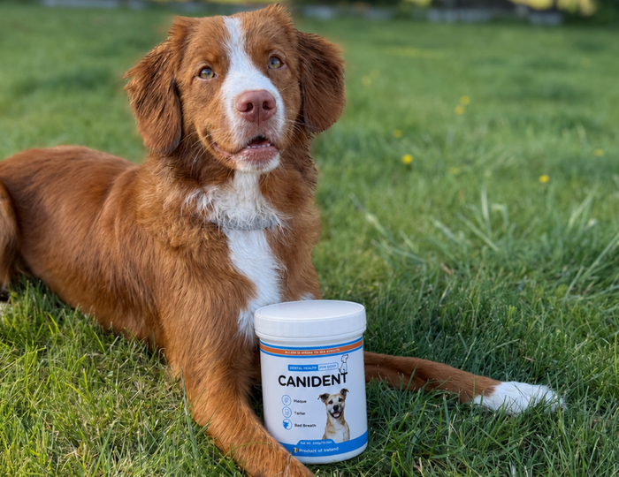 A brown and white dog lying on green grass next to a white Canident pet toothpaste container.