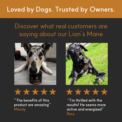 Two dogs with Borvo Nutrients Lion’s Mane jar and five-star reviews from owners praising energy, focus, and visible results.