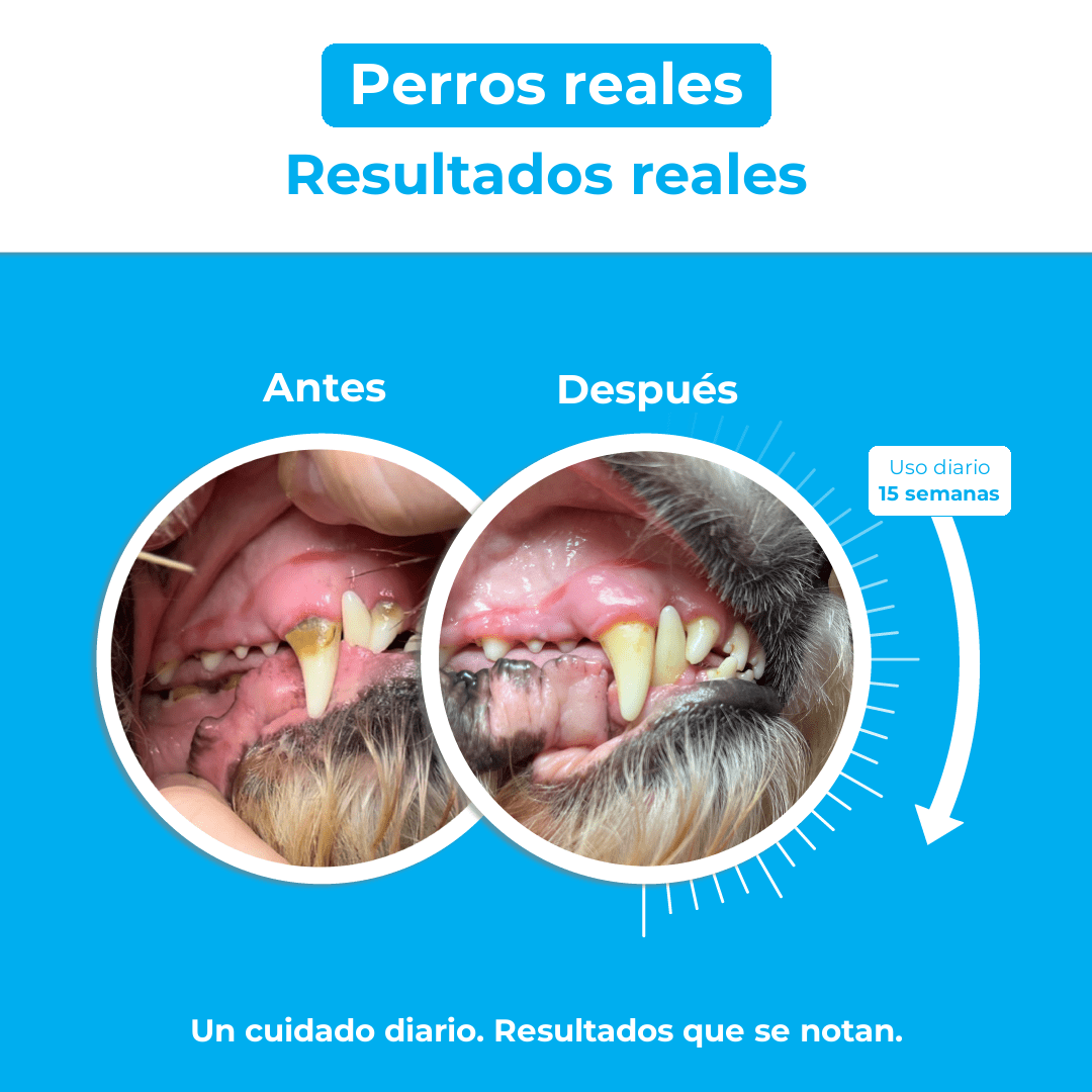Canident (español): canident antes despues
