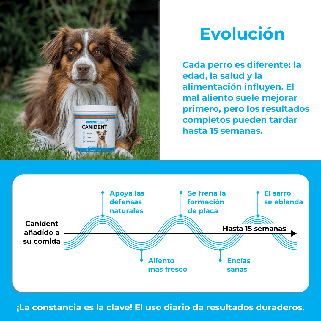 Canident Dog Dental Powder – Natural Seaweed Plaque Remover for Dogs - Seaweed For Dogs