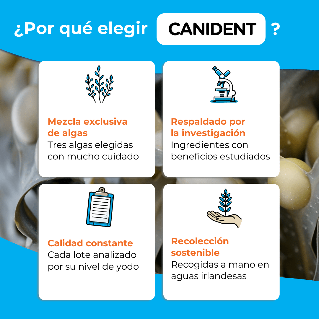 Infographic explaining why to choose Canident — signature seaweed blend, research-backed, batch-tested quality, and sustainable Irish harvest.