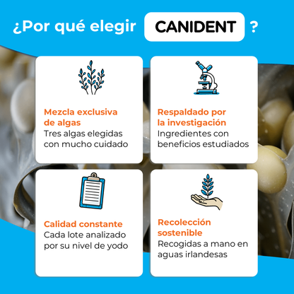 Infographic explaining why to choose Canident — signature seaweed blend, research-backed, batch-tested quality, and sustainable Irish harvest.