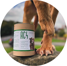 Senior Dog Health & Longevity