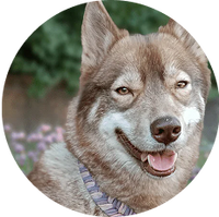 Skin & Coat <br>  Health