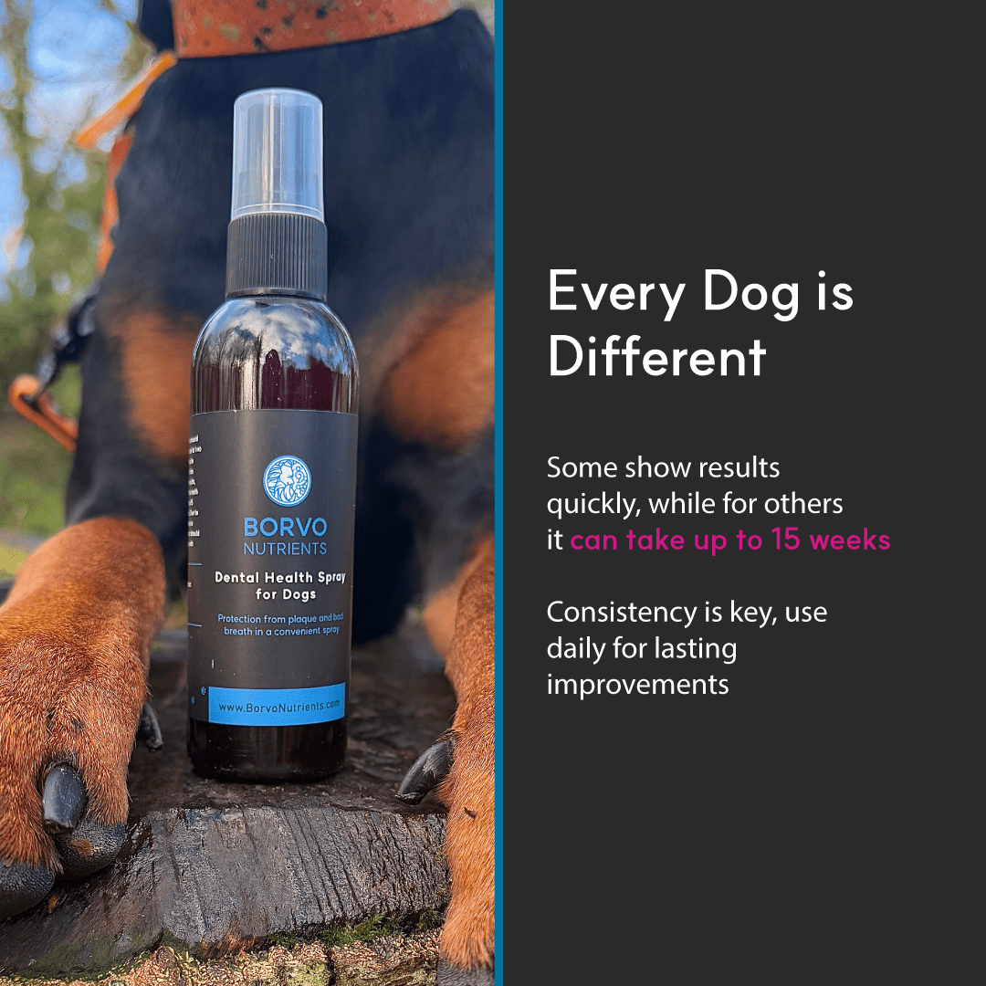 Photo of Borvo Nutrients Dental Health Spray between a dog’s paws with text noting visible oral health results may take up to 15 weeks