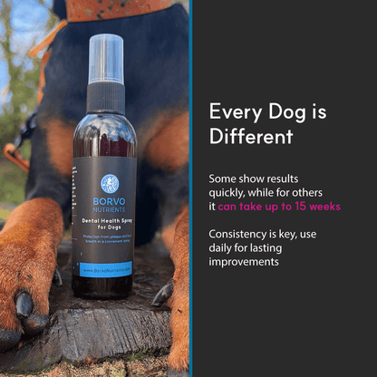 Photo of Borvo Nutrients Dental Health Spray between a dog’s paws with text noting visible oral health results may take up to 15 weeks