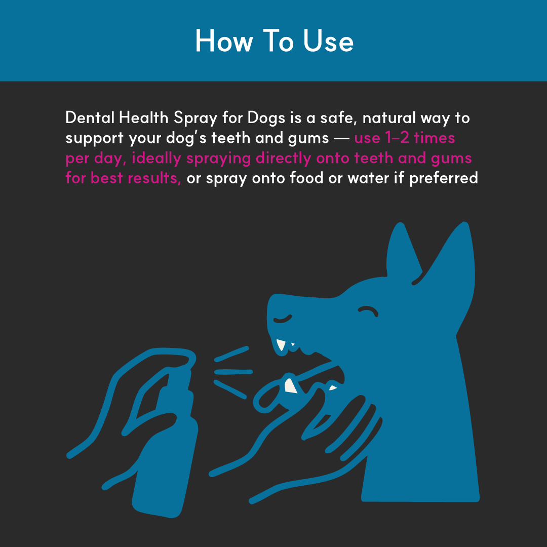 Illustration showing how to use Borvo Nutrients Dental Health Spray for Dogs — spray 1–2 times daily directly on teeth and gums for best dental results.