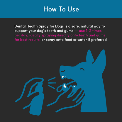 Illustration showing how to use Borvo Nutrients Dental Health Spray for Dogs — spray 1–2 times daily directly on teeth and gums for best dental results.