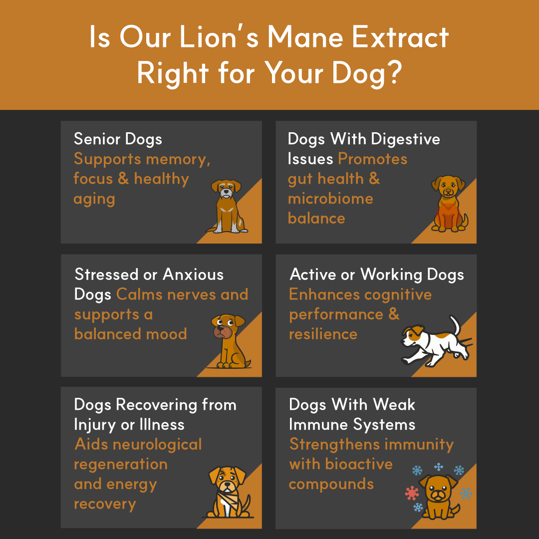 Infographic showing which dogs benefit most — senior, anxious, recovering, active, or immune-compromised dogs — with cartoon dog icons.