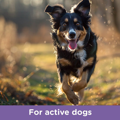 Energetic Border Collie running down a forest path with text “For active dogs.”