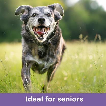 Smiling senior dog running outdoors in the grass with text “Ideal for seniors.”