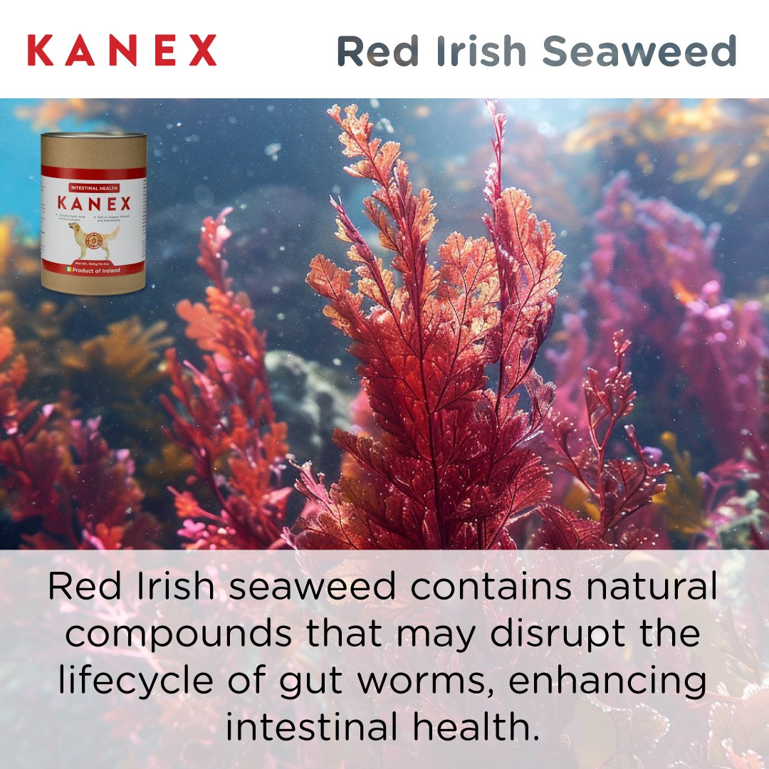Red Irish seaweed delivers kainic acid and polysaccharides that disrupt the parasite lifecycle and support gut health.