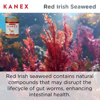 Red Irish seaweed delivers kainic acid and polysaccharides that disrupt the parasite lifecycle and support gut health.