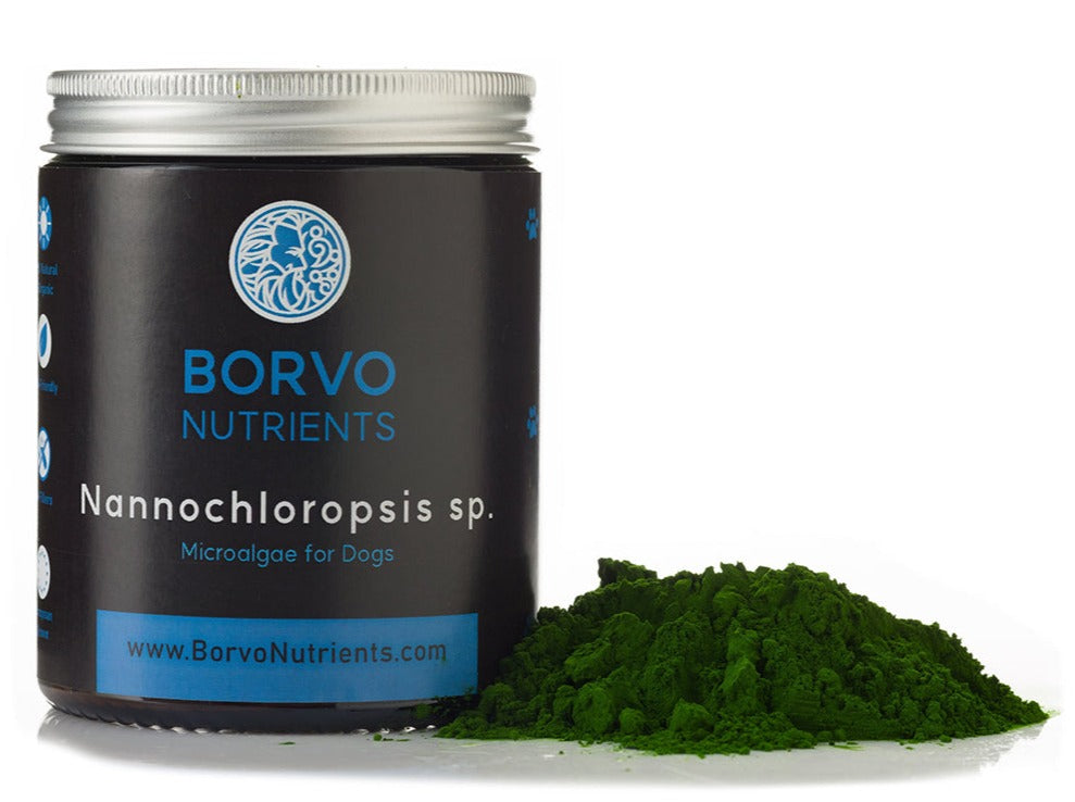 Borvo Nutrients Nannochloropsis sp. — vibrant green nutrient-dense algae for mobility, coat, and vitality