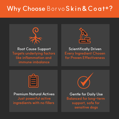 Infographic showing why to choose BorvoSkin&Coat+ — root cause support, scientific formulation, natural actives, safe for daily use.