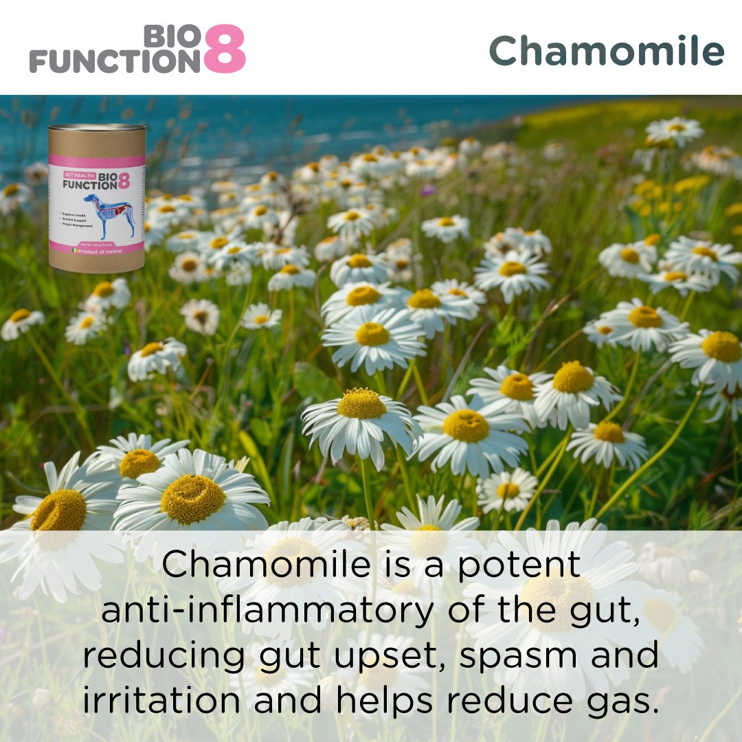 BioFunction8 | Promote Dogs' Gut Health Naturally - Seaweed For Dogs