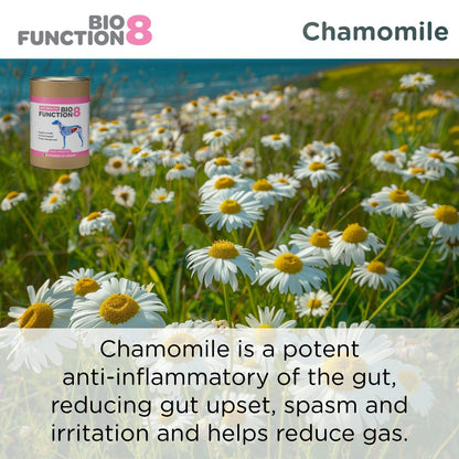 BioFunction8 | Promote Dogs' Gut Health Naturally - Seaweed For Dogs