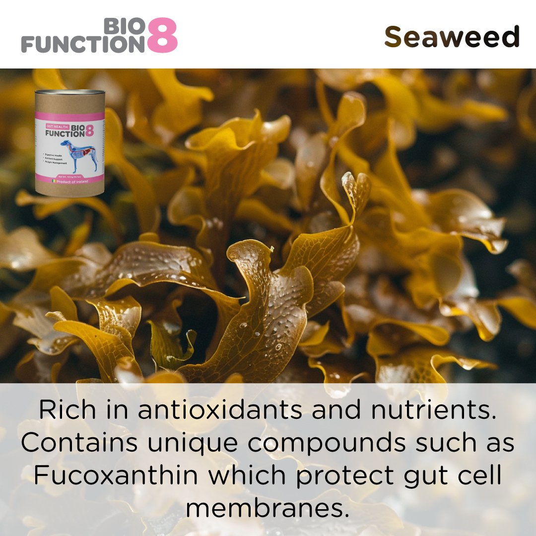 BioFunction8 | Promote Dogs' Gut Health Naturally - Seaweed For Dogs