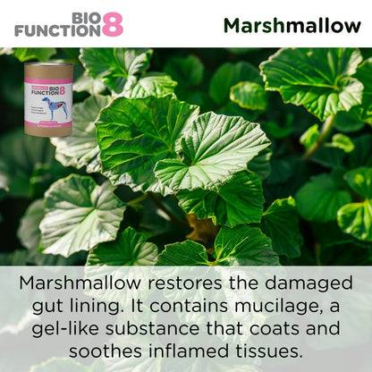 BioFunction8 | Promote Dogs' Gut Health Naturally - Seaweed For Dogs