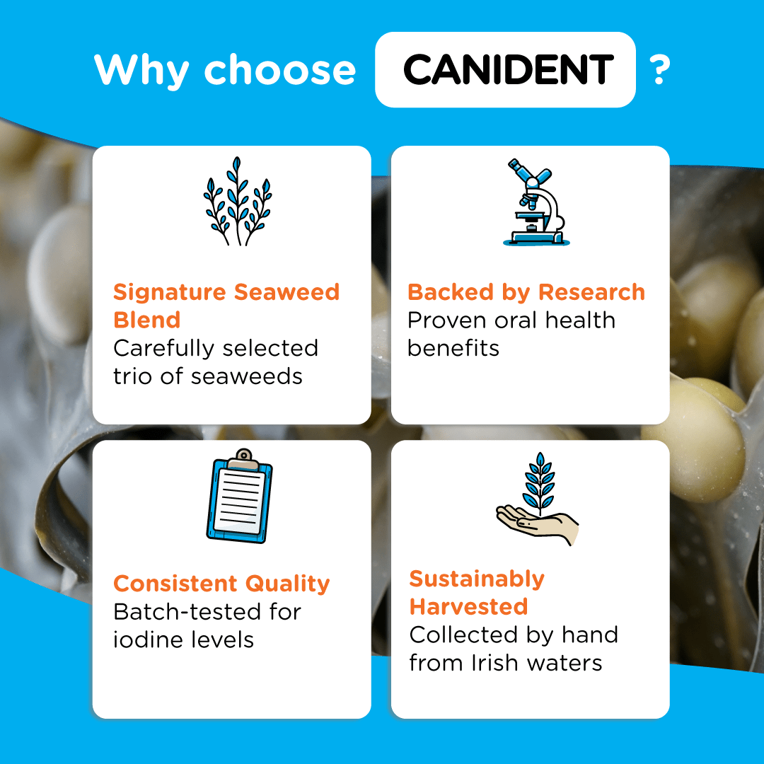Infographic listing Canident’s key qualities: seaweed blend, research-backed, consistent quality, and sustainable sourcing