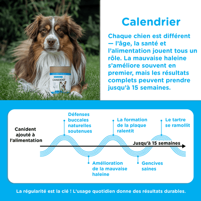 Canident - Clean Dogs Teeth, Fix Bad Breath and Remove Plaque - Seaweed For Dogs
