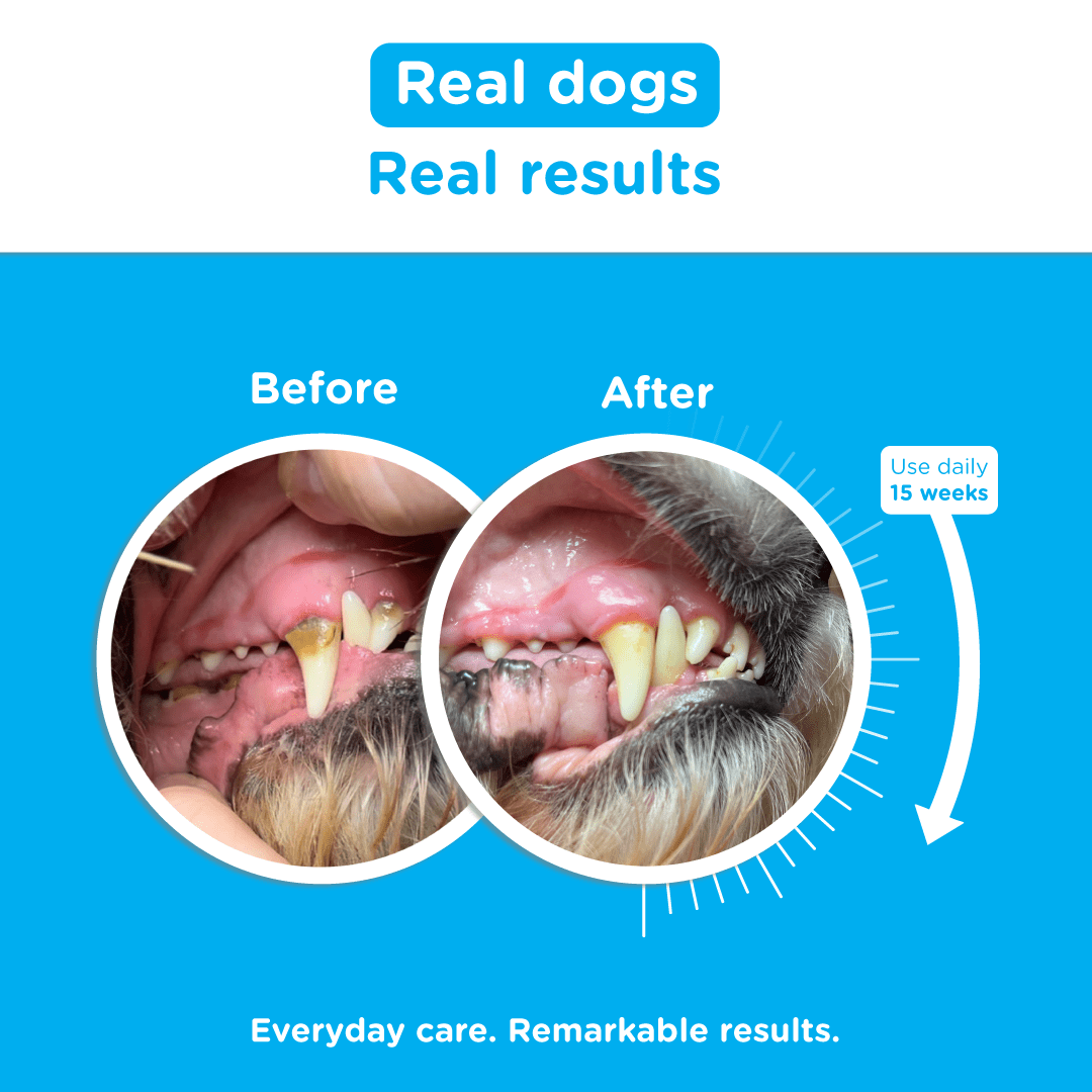 Canident - Clean Dogs Teeth, Fix Bad Breath and Remove Plaque - Seaweed For Dogs