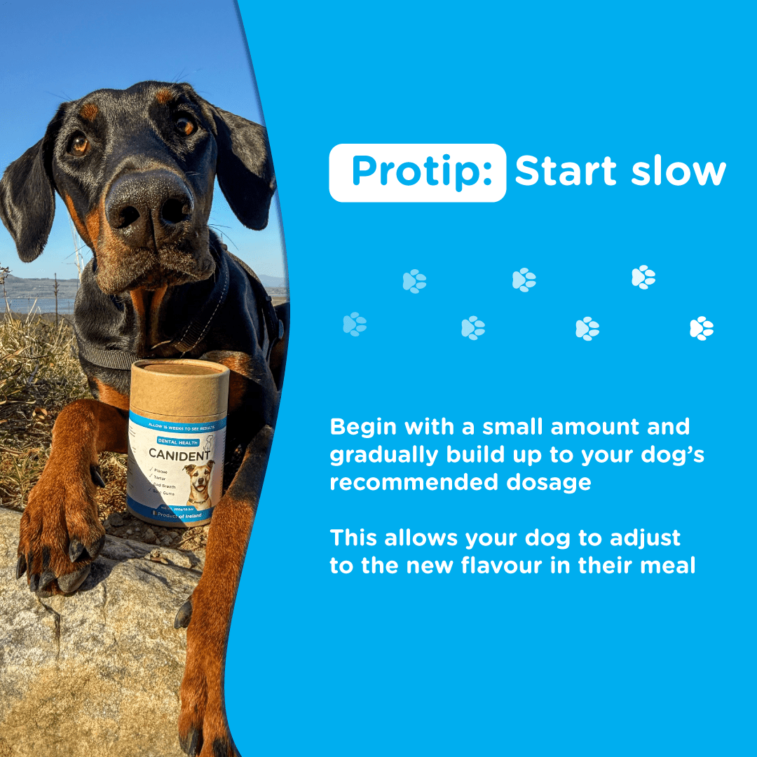 Tip to start with a small amount of Canident and gradually increase to full dosage to help dogs adjust
