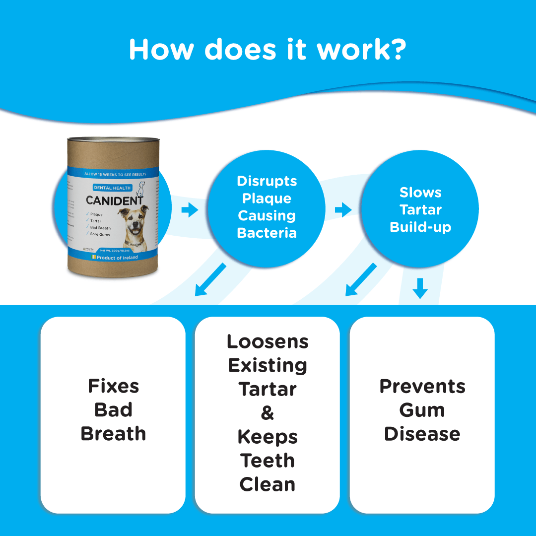 Diagram explaining how Canident works: disrupts bacteria, slows tartar, fixes bad breath, and supports gum health
